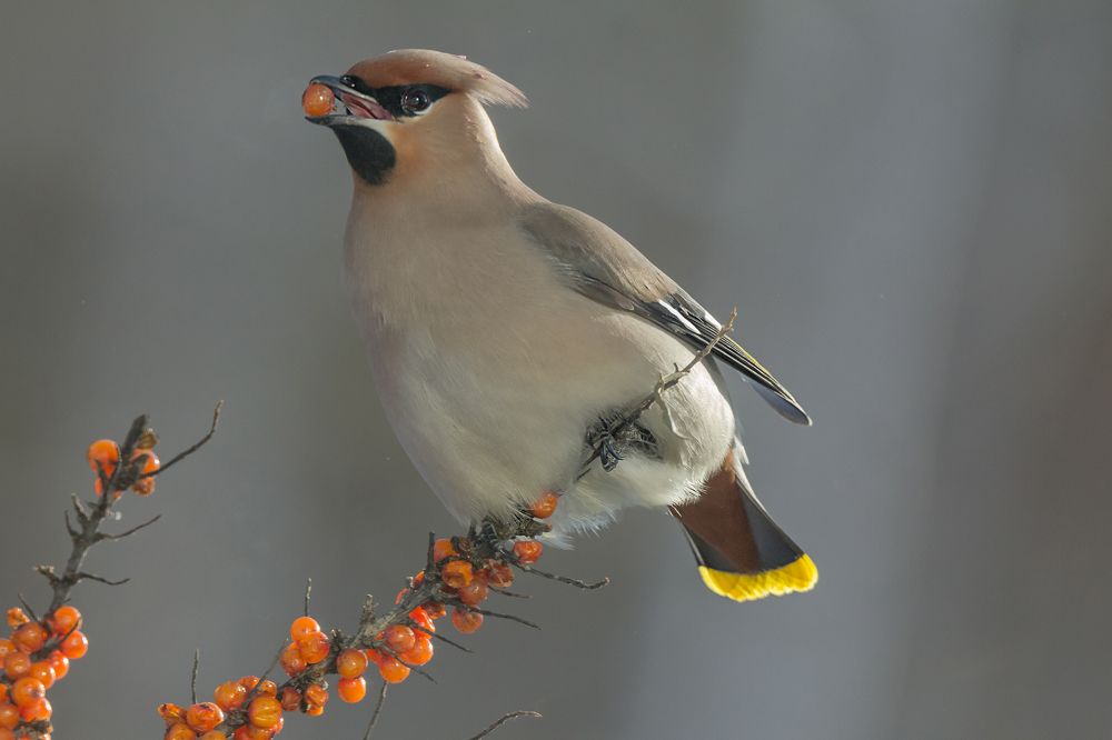 Photograph by Koledova Irina