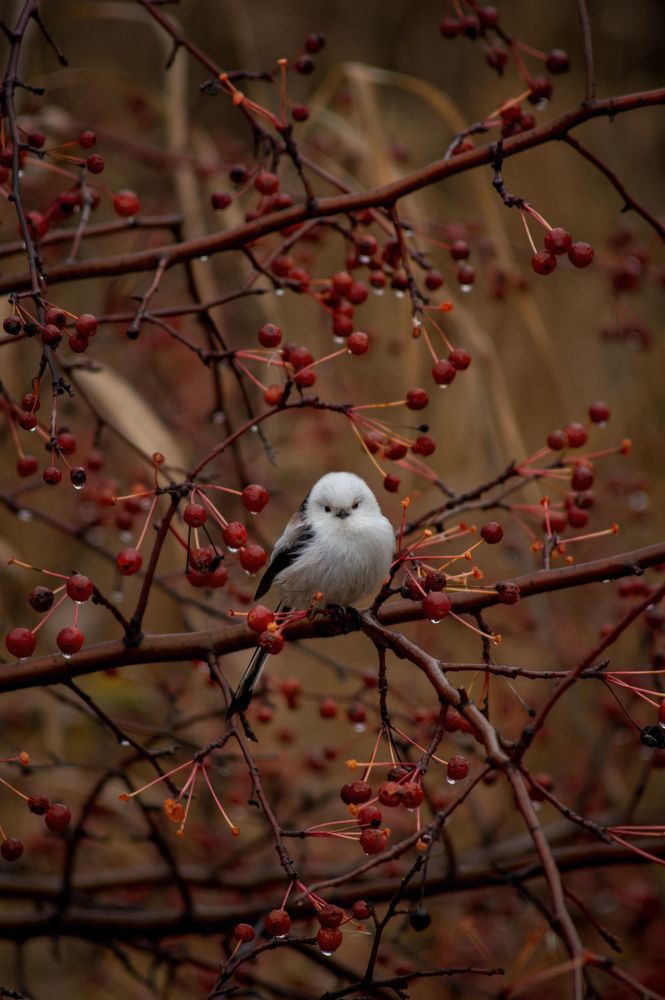 Photograph by Михаил Мостовой
