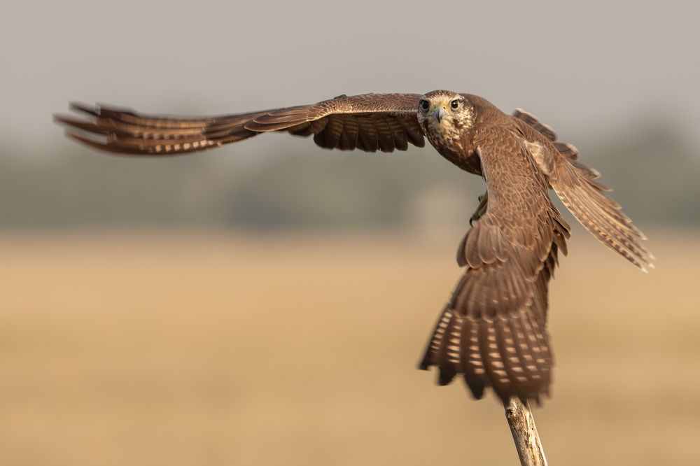 Photograph by Sanjoy Adak