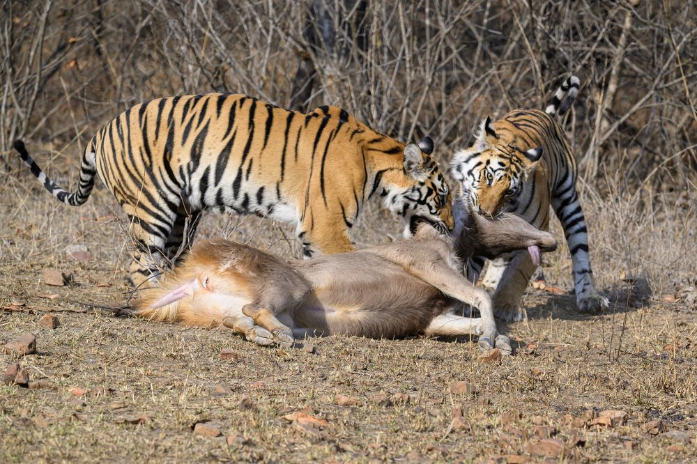Photograph by SAMIR KUMAR SAMANTA