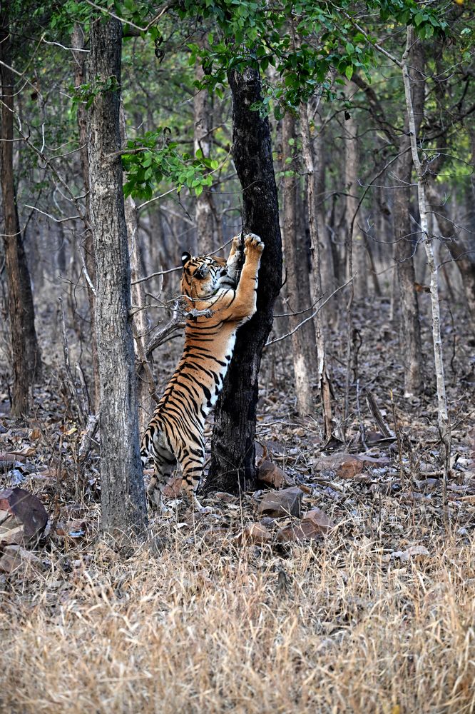 Photograph by SAMIR KUMAR SAMANTA