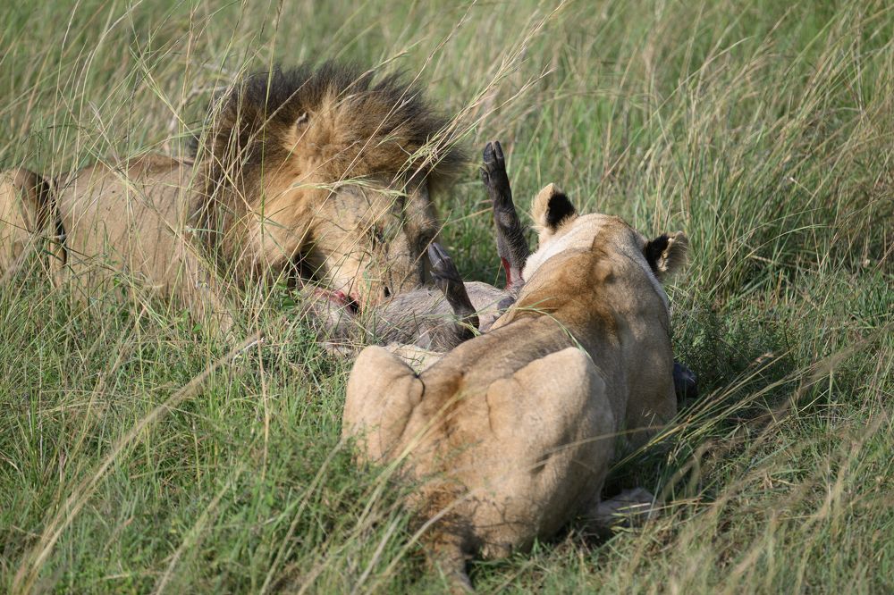 Lions Lunch