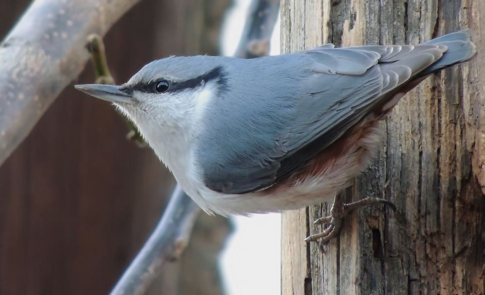 Фотография автора Роман Савоцкий