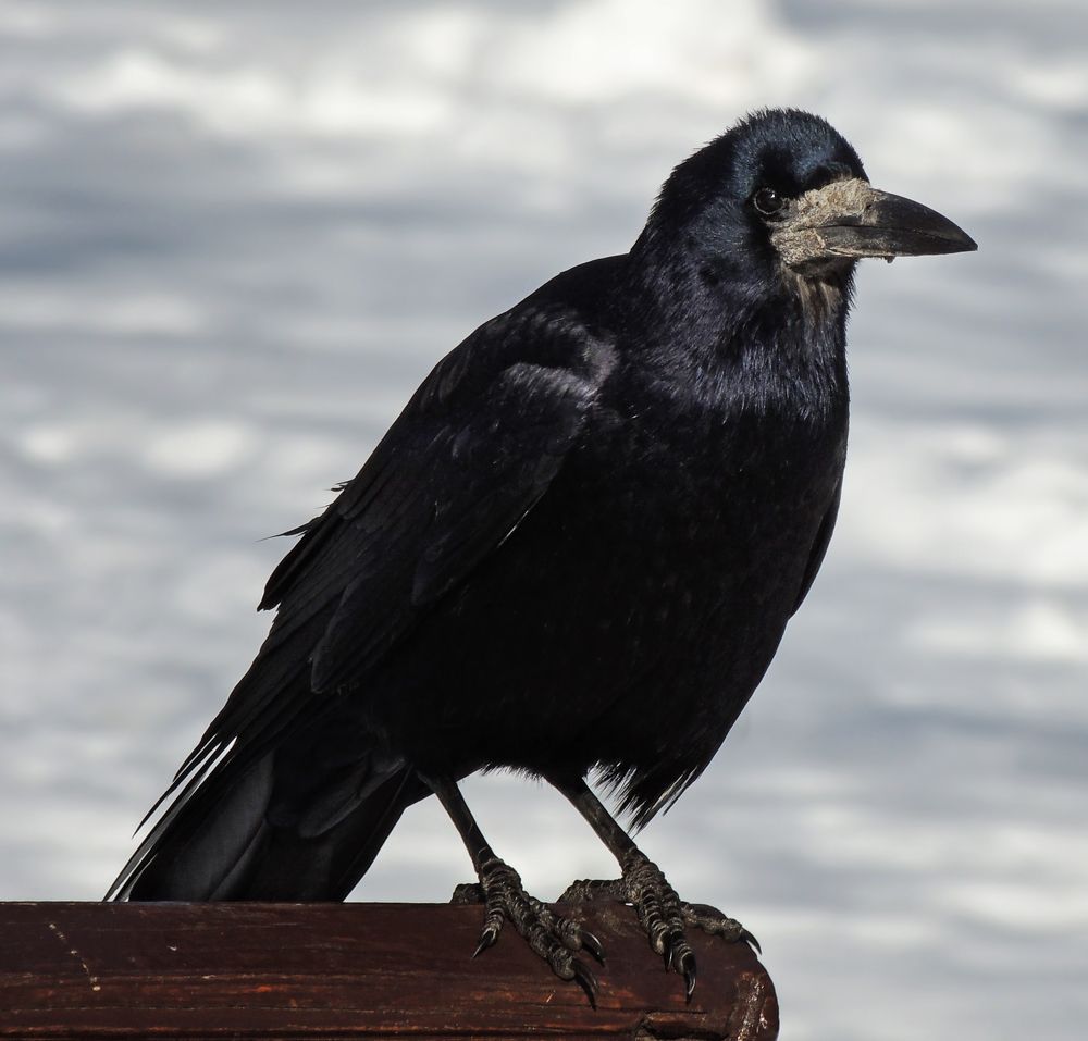 Photograph by Савоцкий Роман