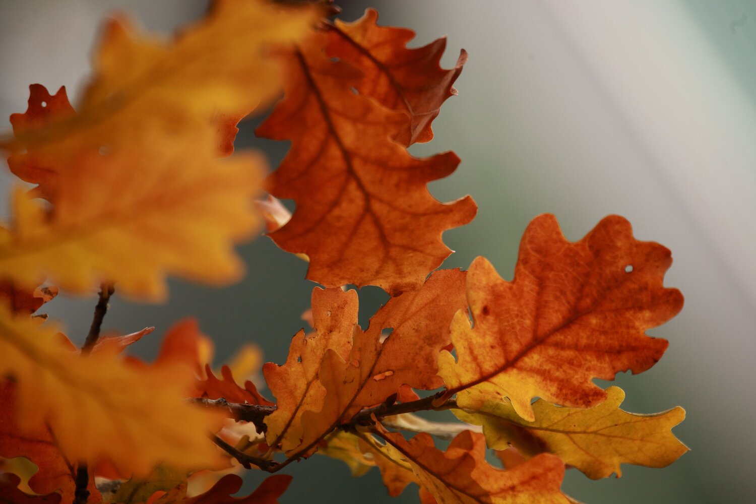 Photo #11087036