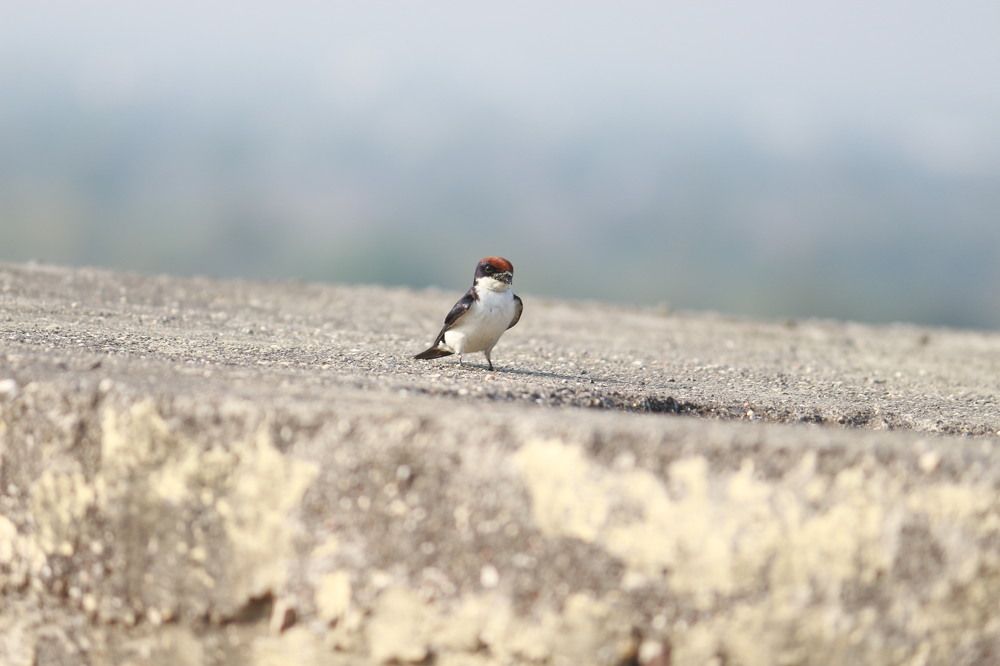 Photograph by Bhavesh Patil