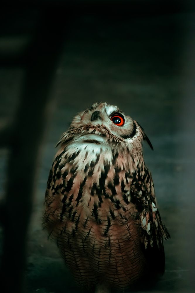 Owl in the dark