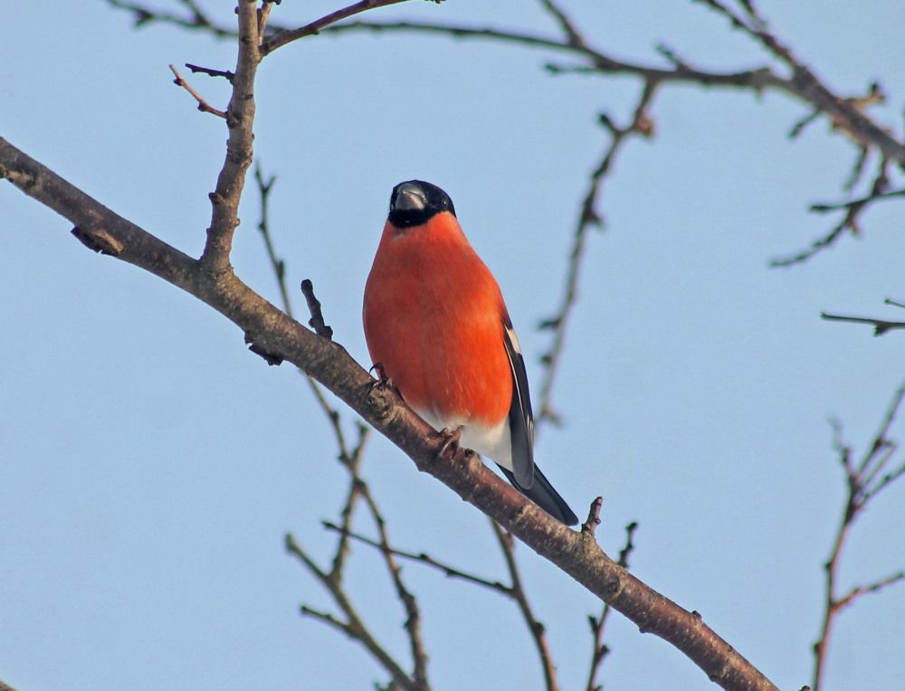 Photograph by Алла Бойко