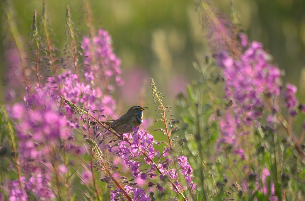 Photograph by Юрий Курынов
