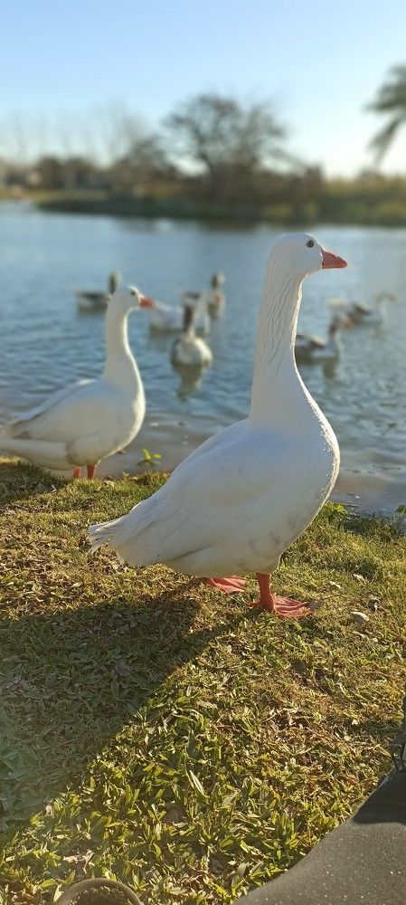 Photo #11087132