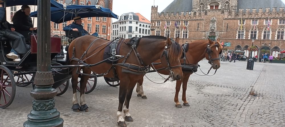 Брюгге. Ратуша