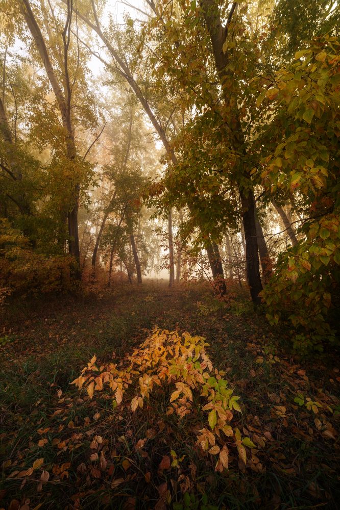 Photograph by Олег Шмельков