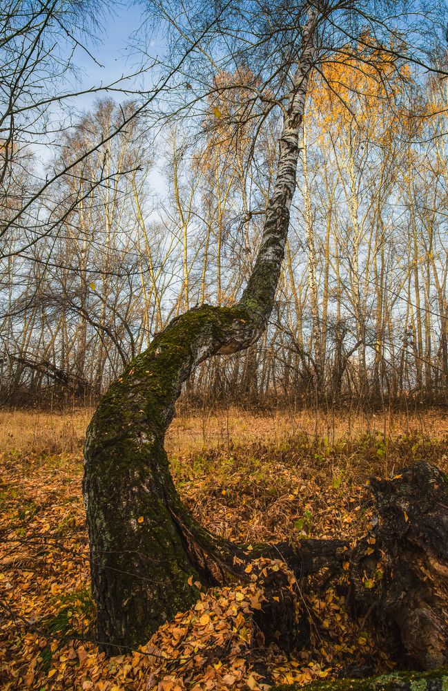 Photograph by Олег Шмельков