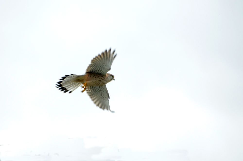 Фотография автора Ibrahim Alkan