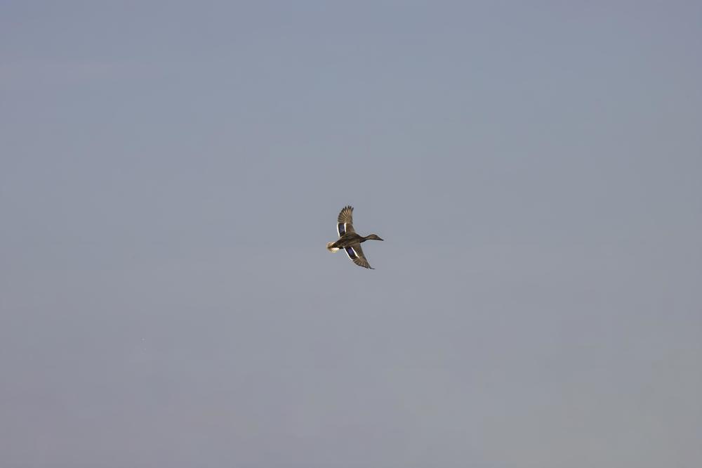 Photograph by Ирина Шибитова