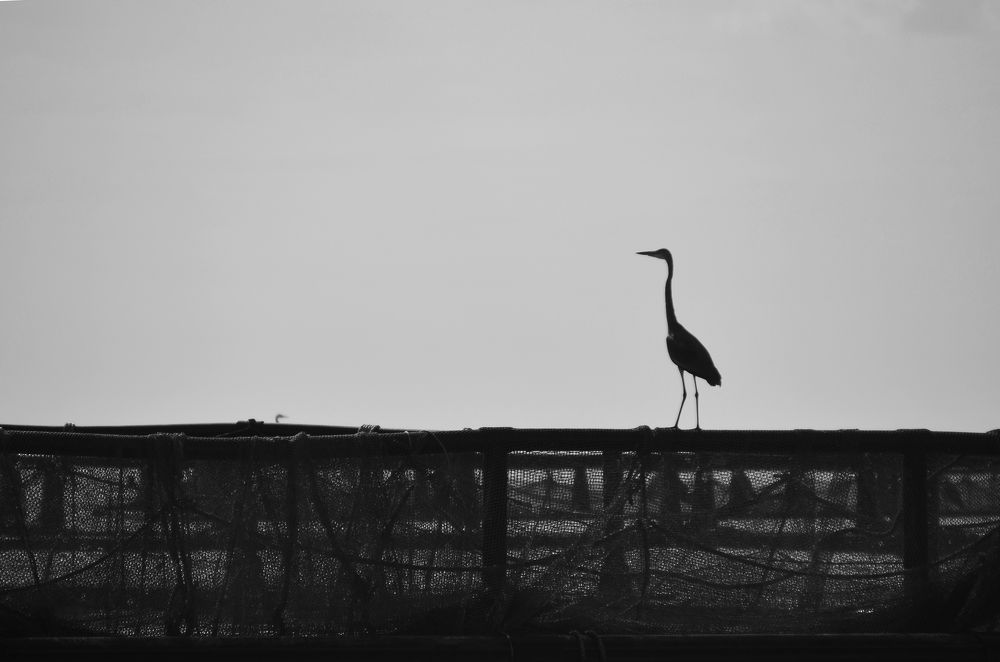 Фотография автора Ibrahim Alkan