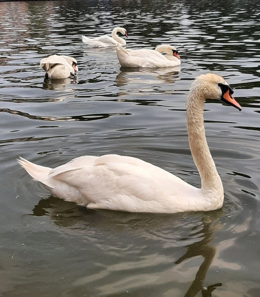 Photograph by Ольга Белоусова