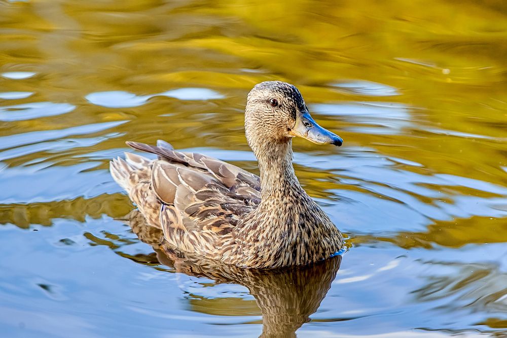 Photograph by Голованов Николай