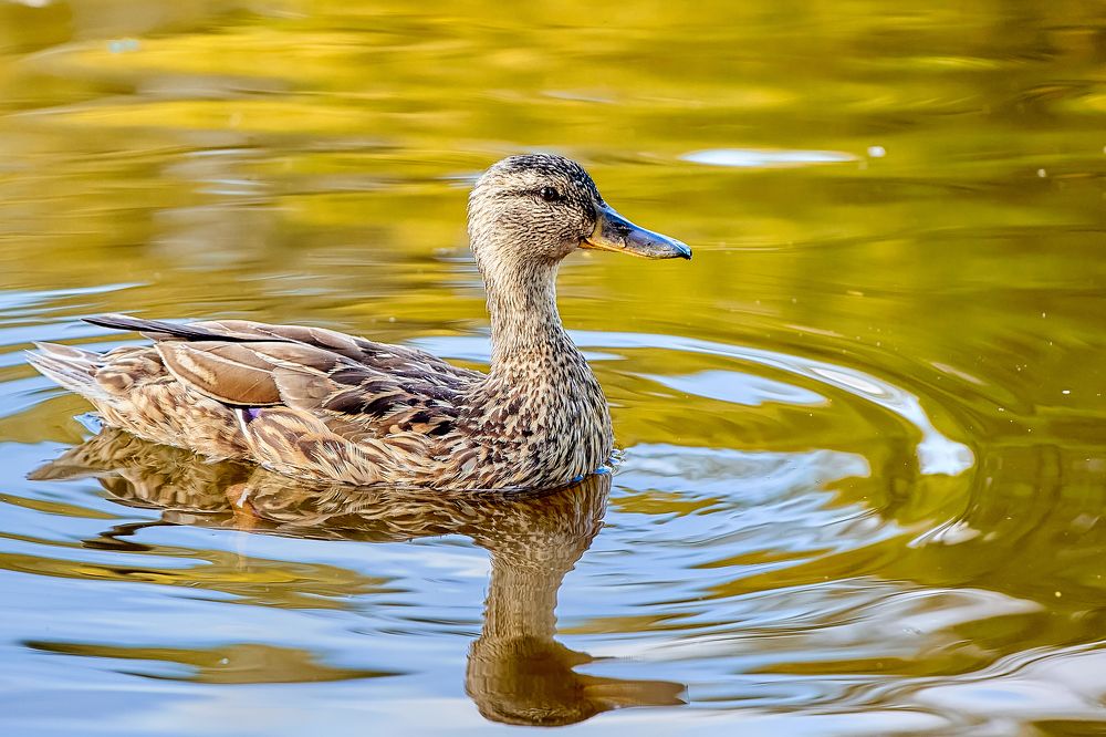 Photograph by Голованов Николай