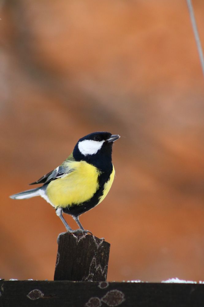 Photograph by Светлана Шуткова