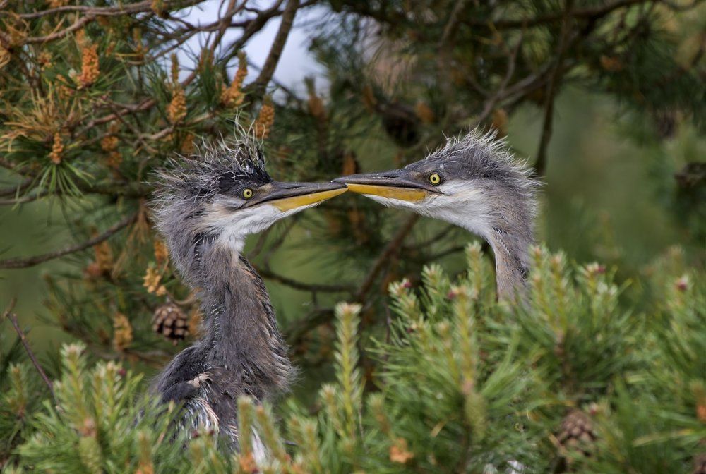 Фотография автора Гусар Александр