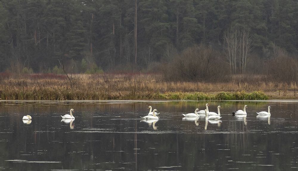 Впервые лебеди на Вятке