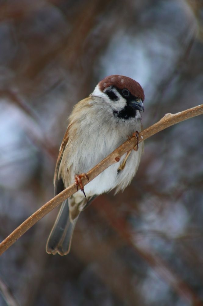 Photograph by Светлана Шуткова
