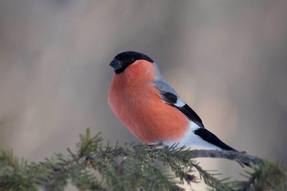 Photograph by Вера Почкалина