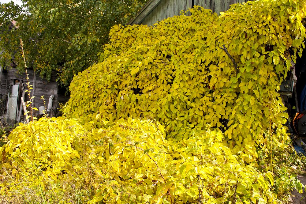 Photograph by Панюшкин Андрей