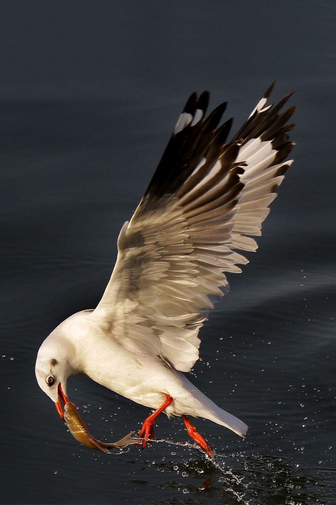 Photograph by nguyên trương