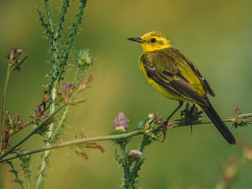 Фотография автора Владислав Белоус