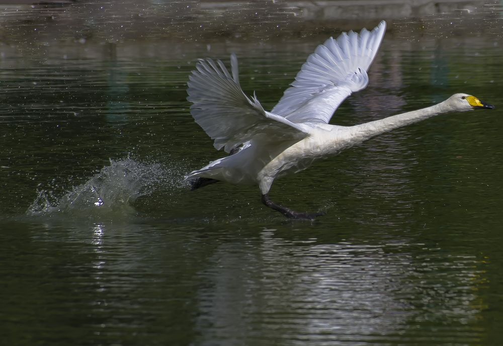 Photograph by Михаил Измайлов