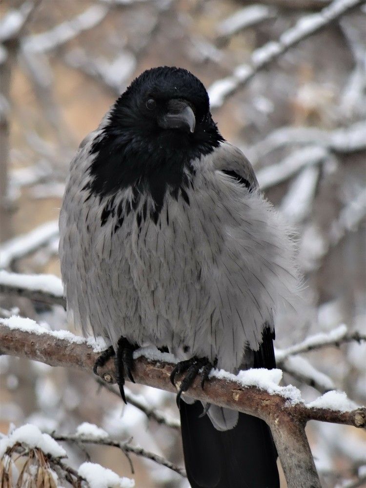 Photograph by Марина Раткун