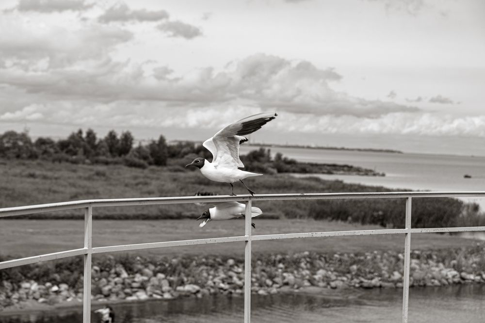 Photograph by Сергей Аникушин