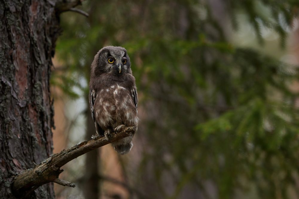 Photograph by Галина Павлова