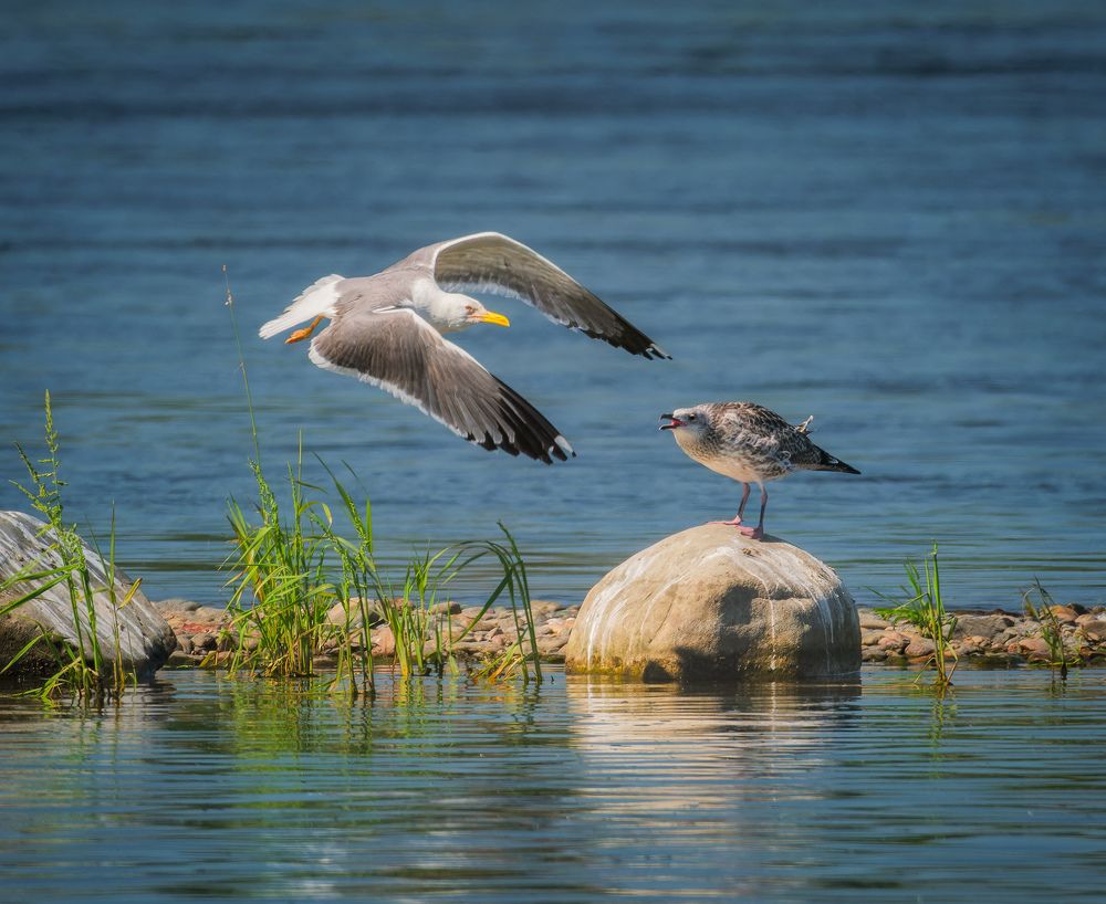 Серебристая чайка