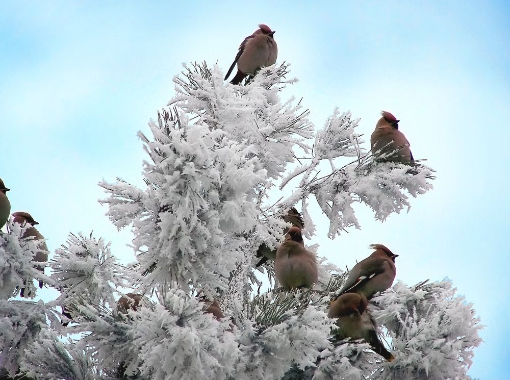 \"Посиделки свиристелей\".