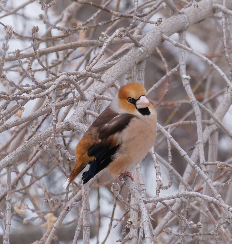 Дубонос обыкновенный
