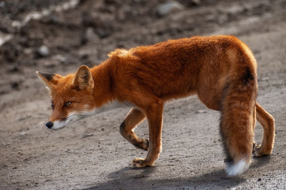Photograph by Ирина Мошковская