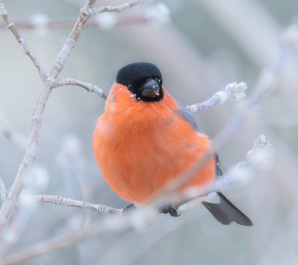 "Зимняя вишня"