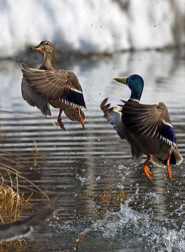 Photograph by Сергей Аникин