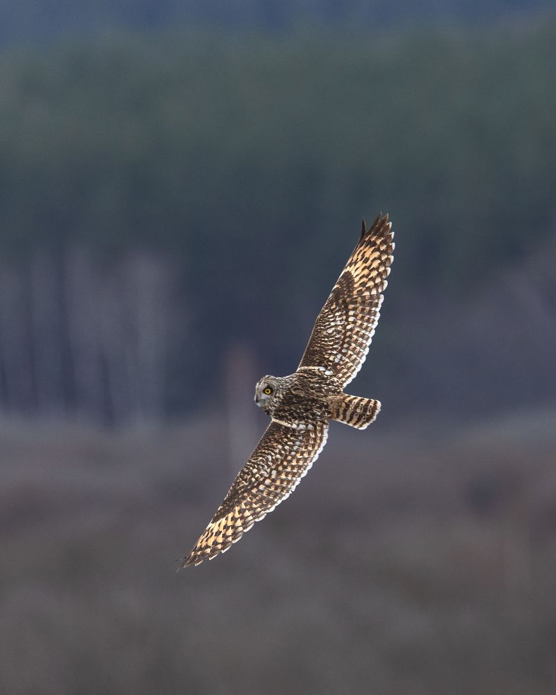 Photograph by Ekaterina Romanova