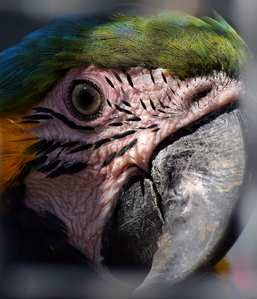 Попугай Ара