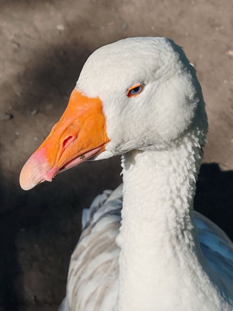 Photograph by Наталья Круглова