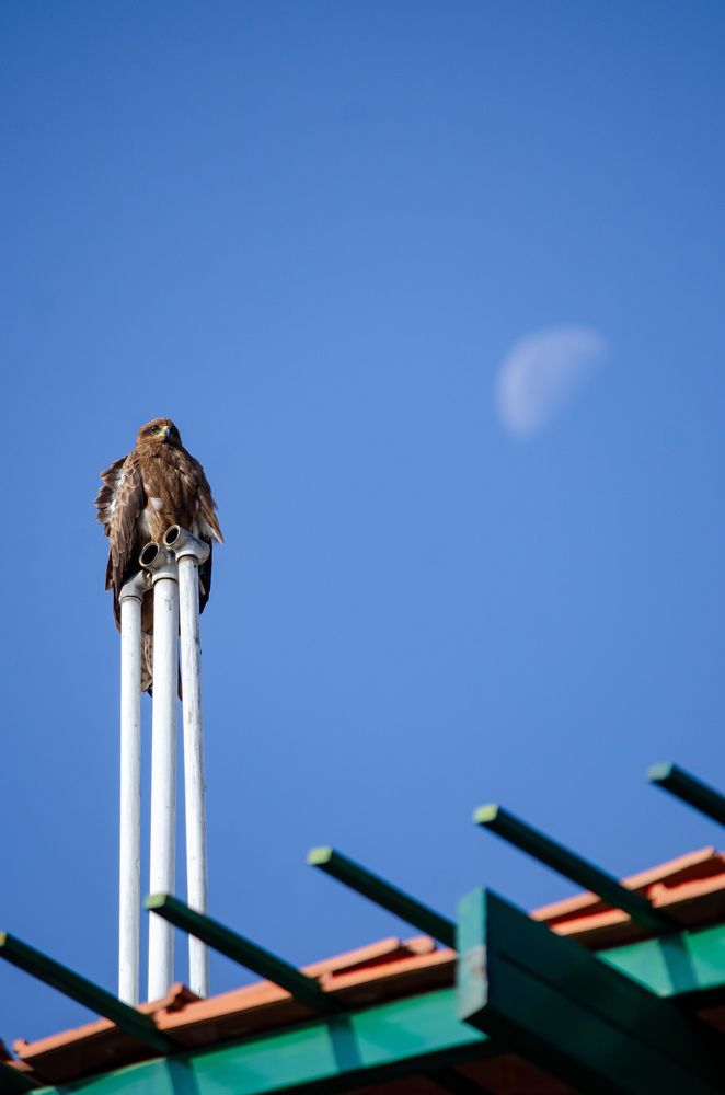 Photograph by Jaspreet Singh