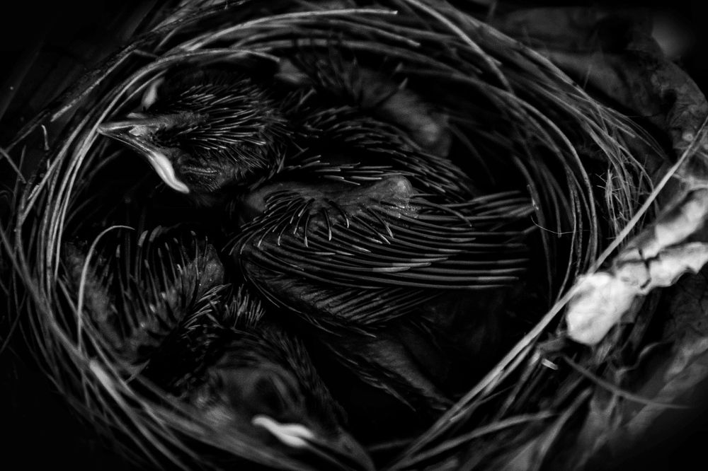 Photograph by Jaspreet Singh