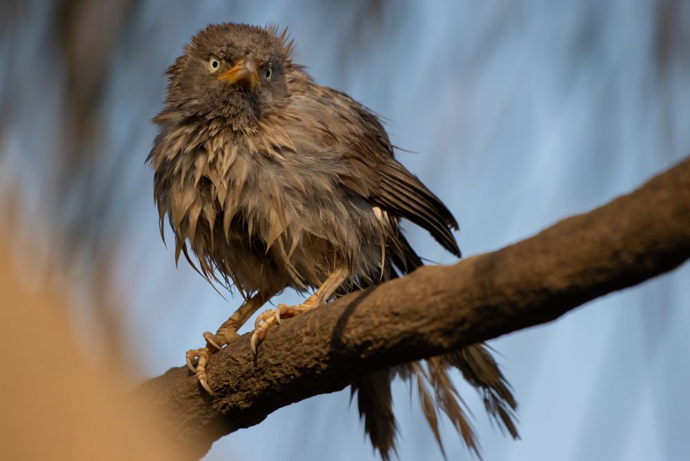 Photograph by Sugha Bapodara