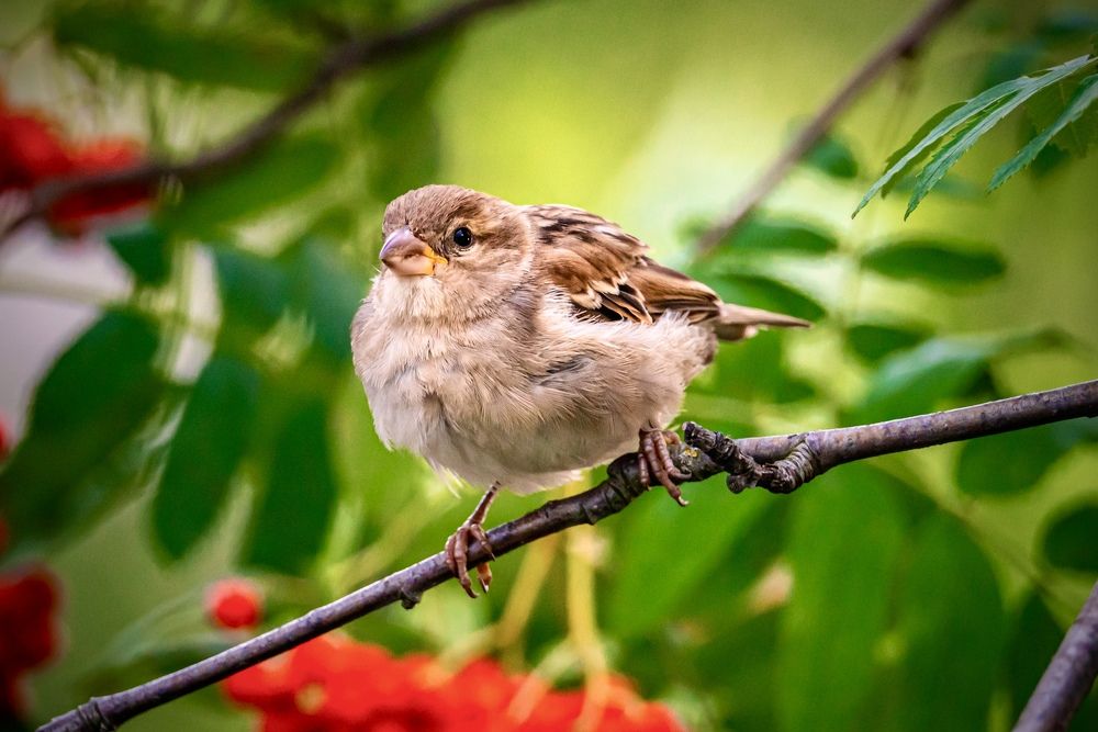 Фотография автора Helena Ivanova