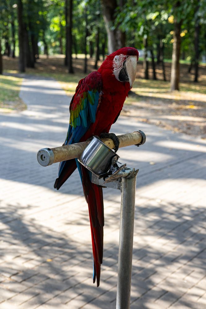 Ара на работе.