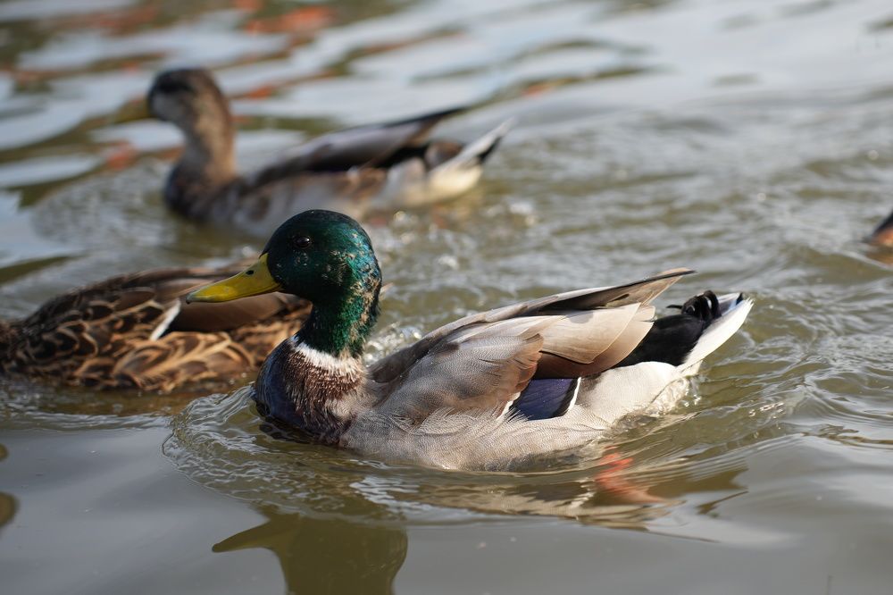 Фотография автора Ксения